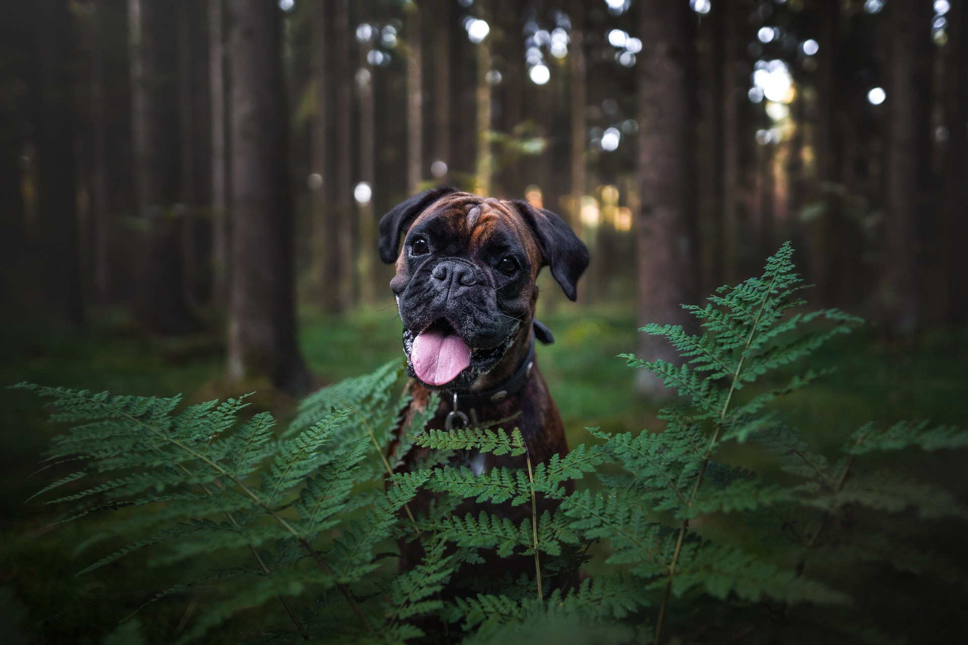 Hunde-Fotoshooting - Boxerhündin im Tangstedter Forst bei Hamburg