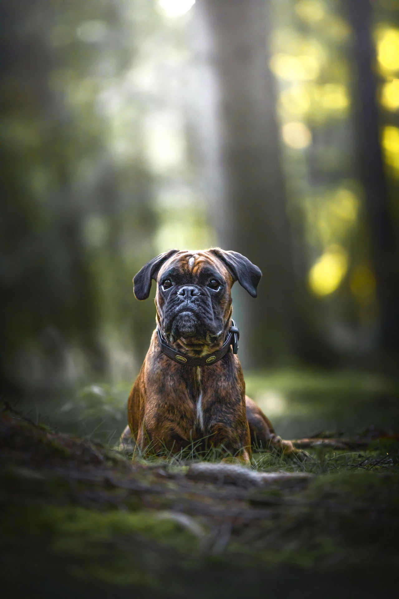 Hunde-Fotoshooting - Boxerhündin im Tangstedter Forst bei Hamburg