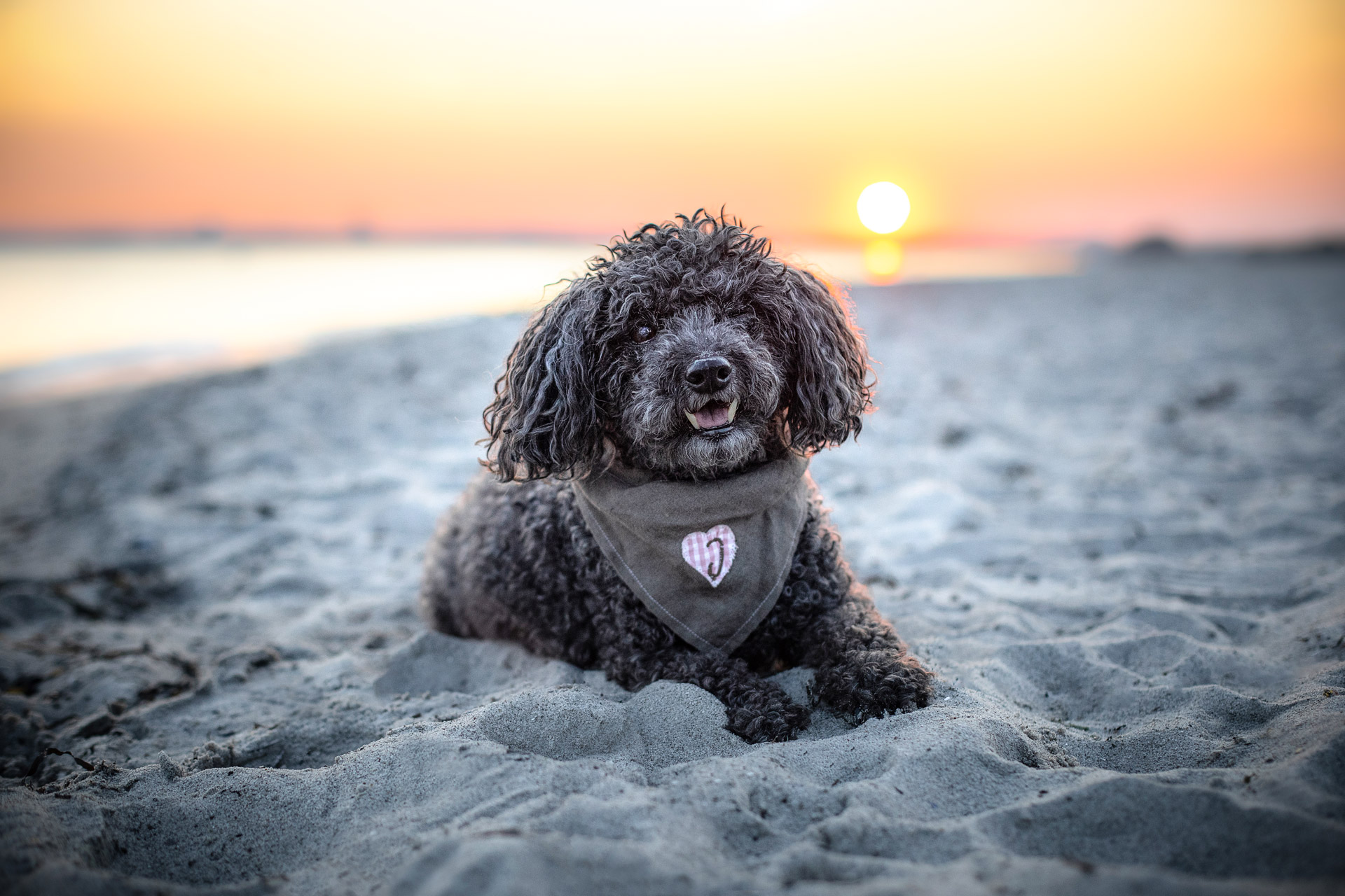 Hund und Familie Fotoshooting mit Sonnenuntergang am Strand Pelzerhaken