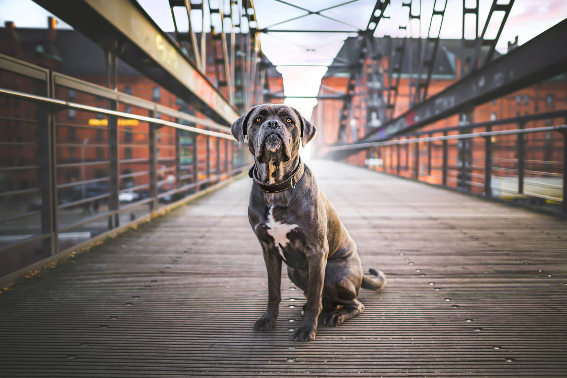 Urbane Hundeportraits: Cane Corso Italiano in der Hafencity