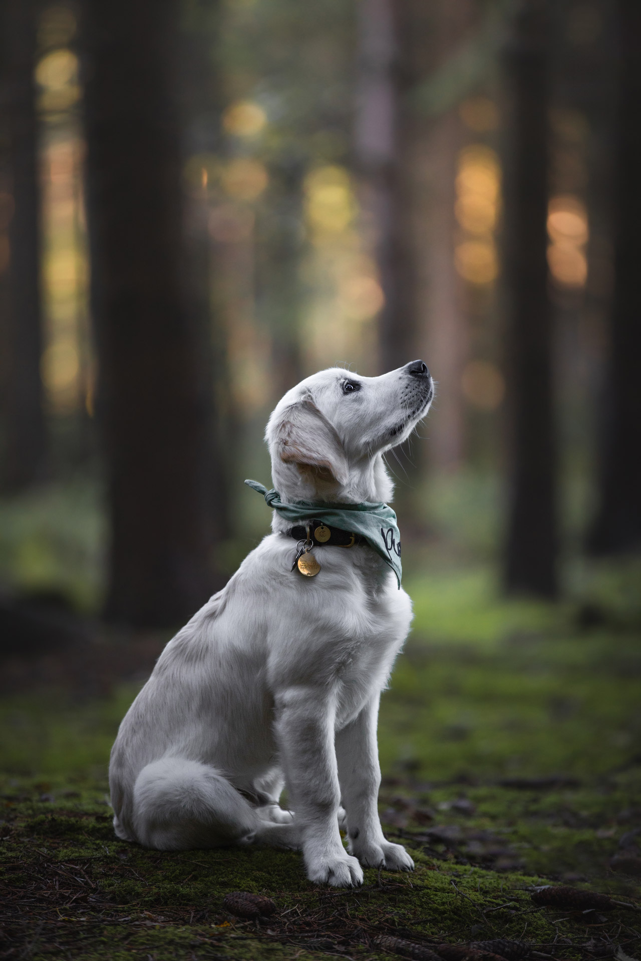 Hunde-Fotoshooting - Portraits von Golden Retriever Welpe Pepe im Ranzauer Forst bei Hamburg