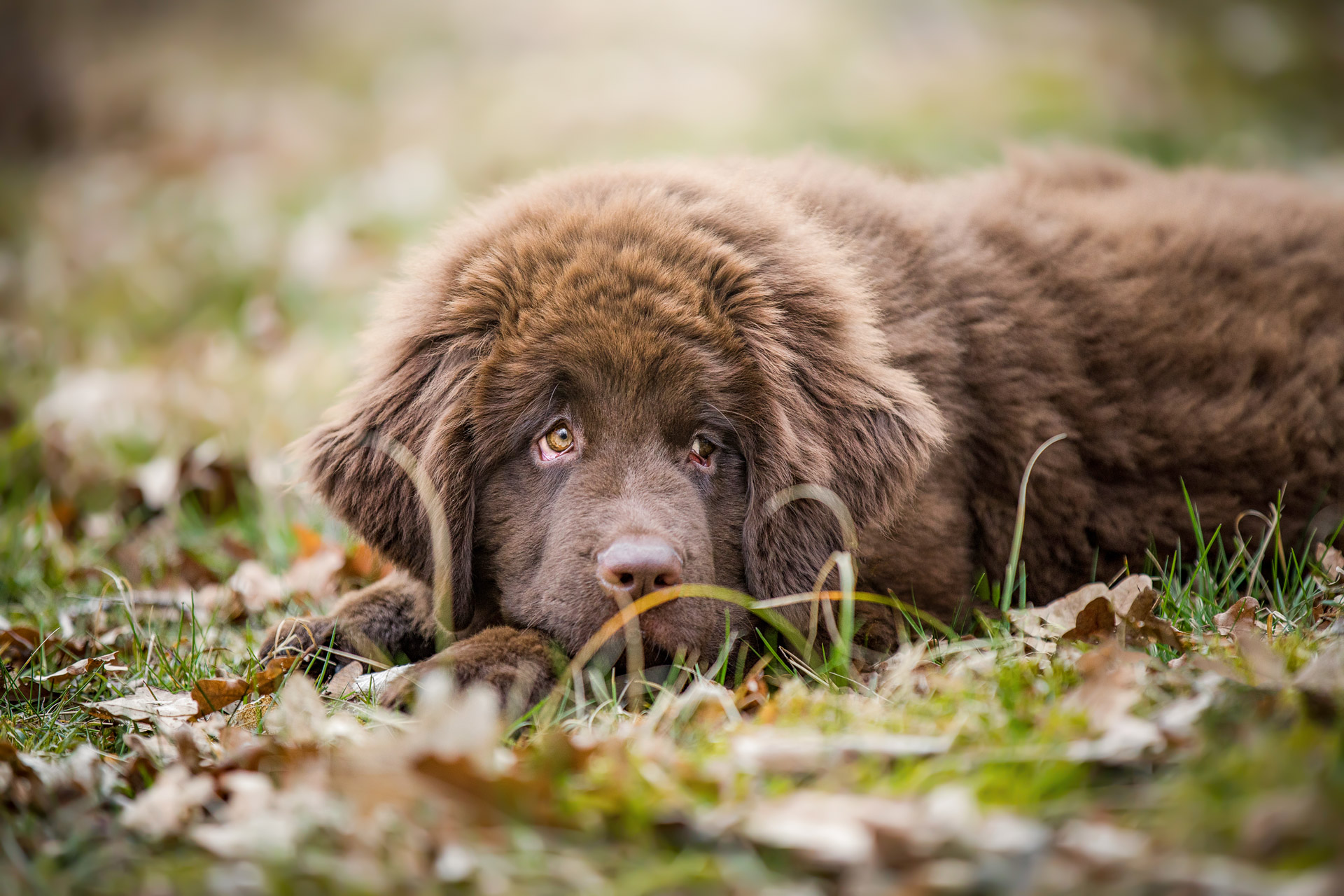 Hundewelpe Josie beim Portrait-Fotoshooting in den Landschaften der Boberger Dünen