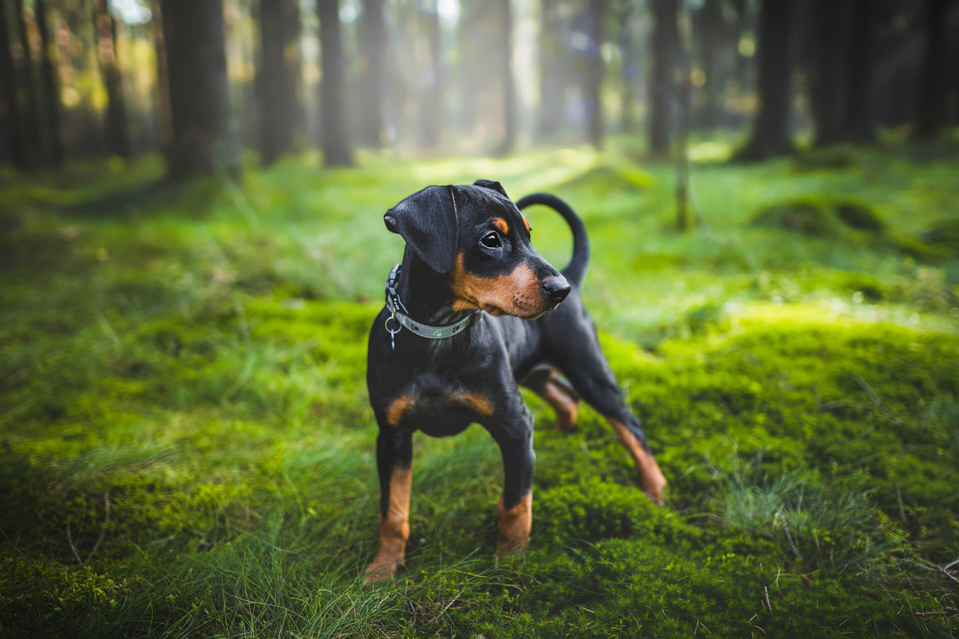Hundewelpe Kona posiert beim Fotoshooting im Wald