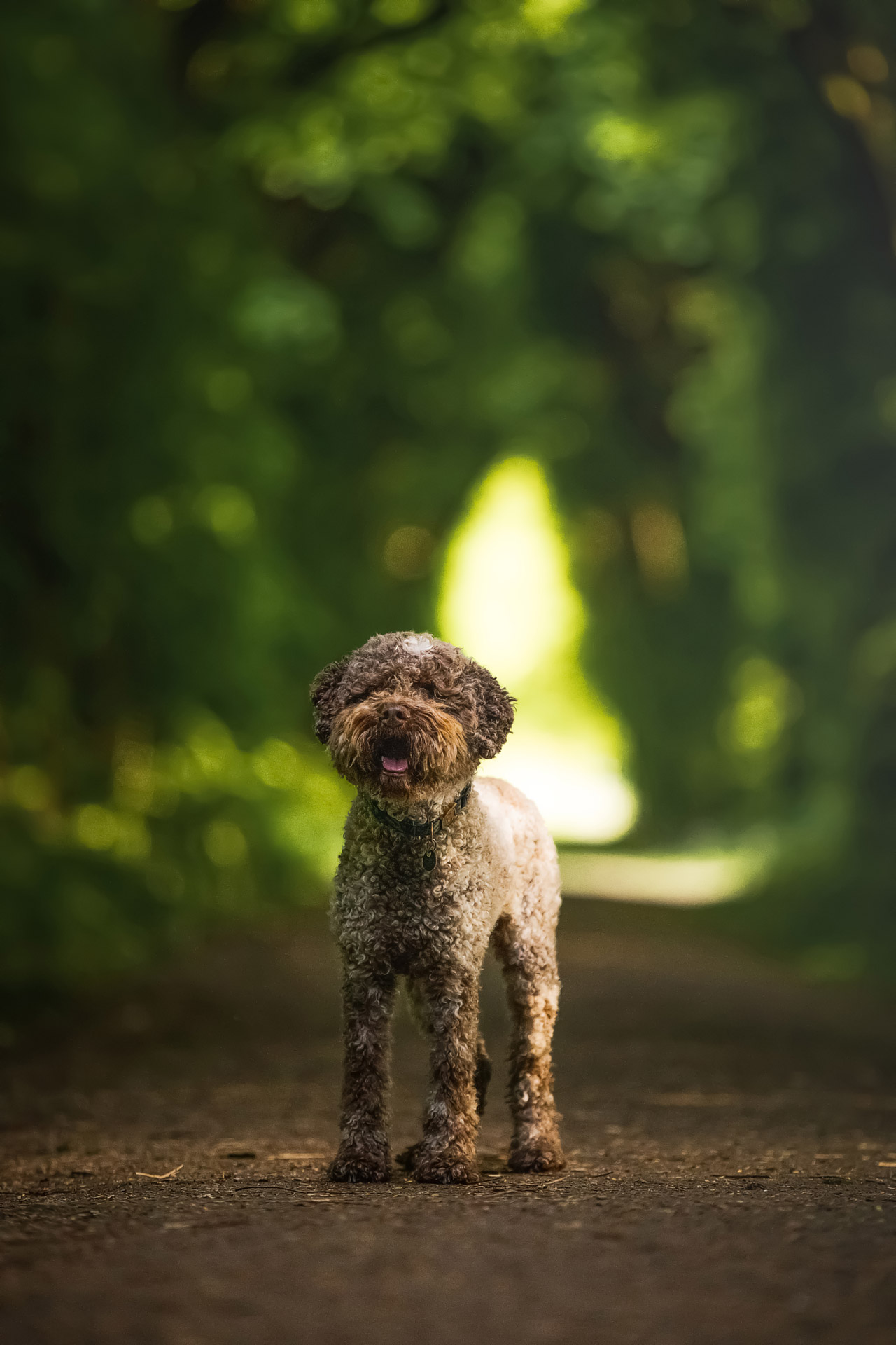 Hunde-Fotoshooting - Portraits von Lagotto Rüden Luc und Cooper