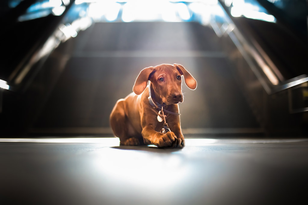 Urbane Hundeportraits: Ridgeback in der U-Bahnstation Überseequartier