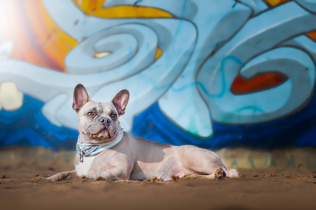 Urbane Hundeportraits in der Stadt