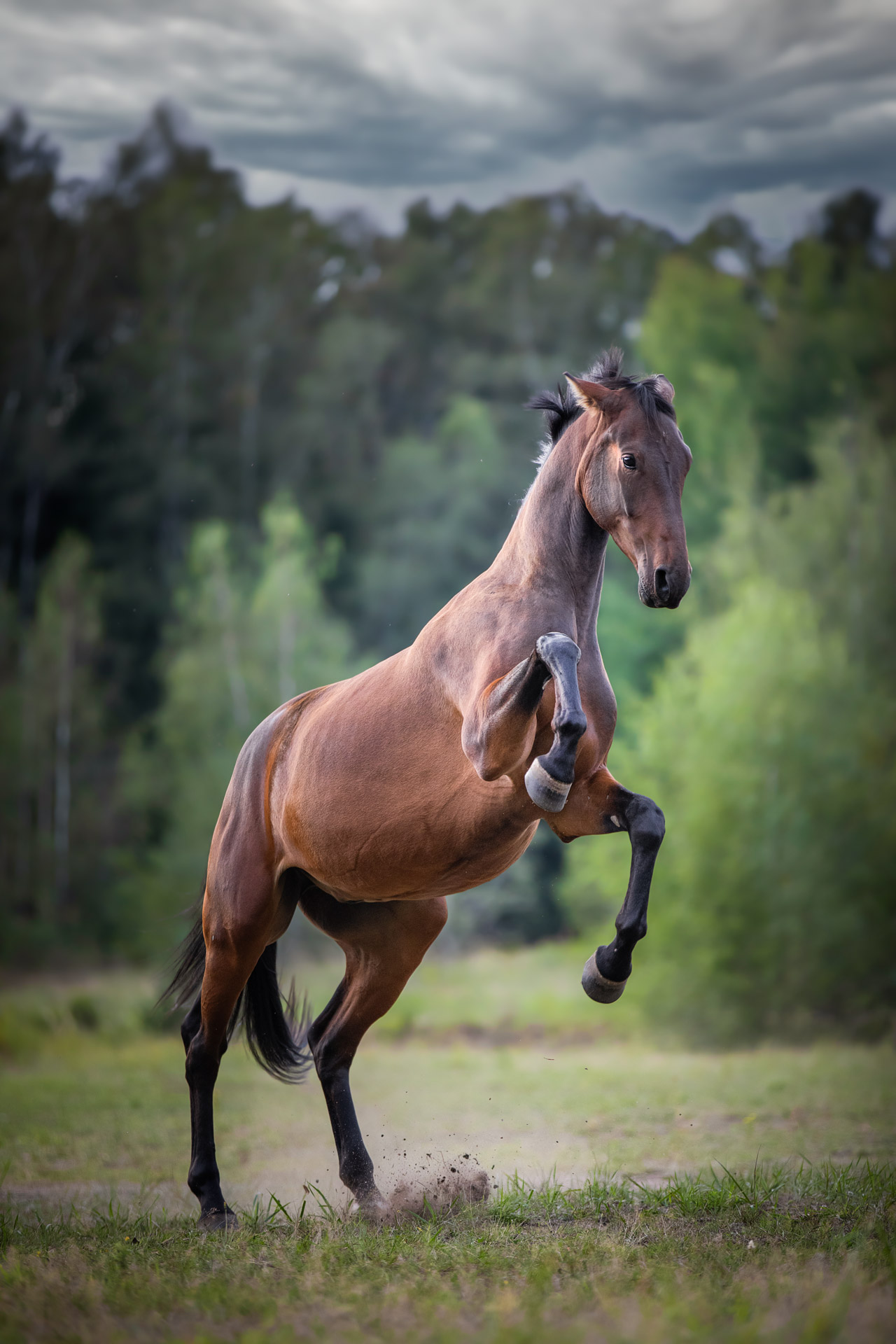 Pferdefotograf - Pferd steigt beim Fotoshooting