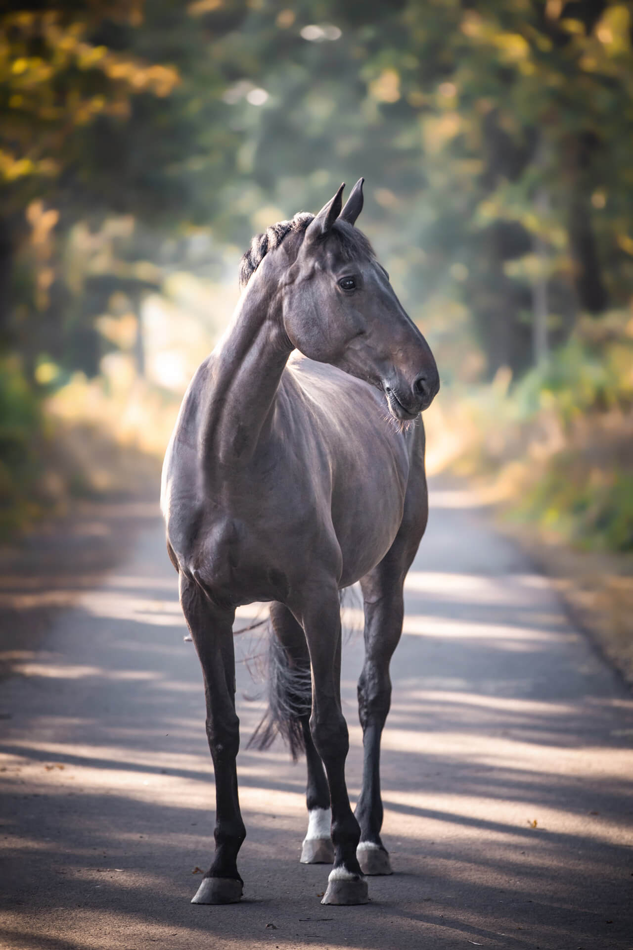 Pferdefotografie in der Natur: Portrait
