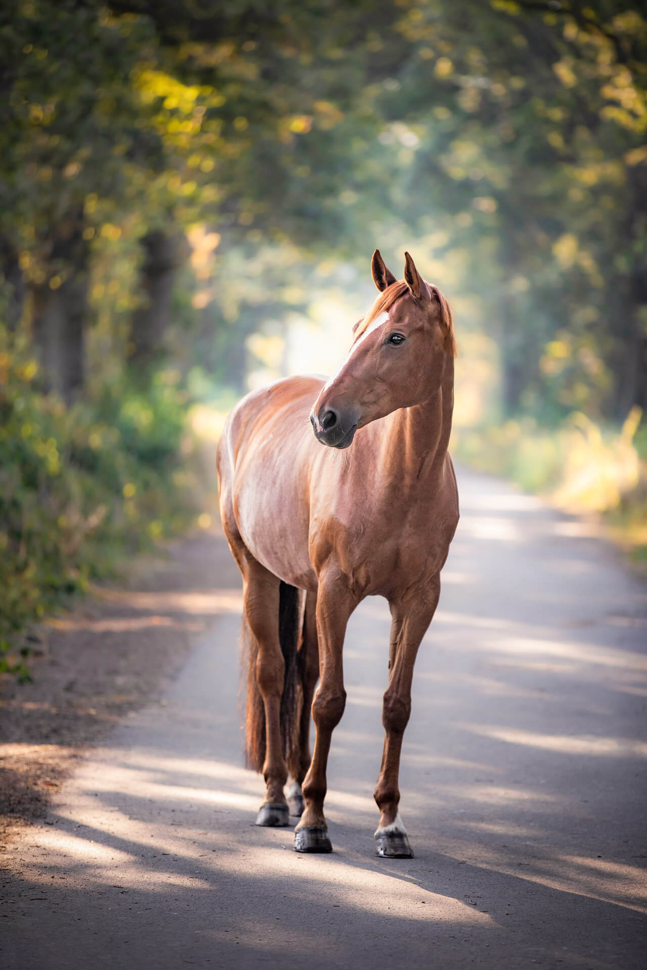 Pferdefotografie in der Natur: Portrait in der Abendsonne