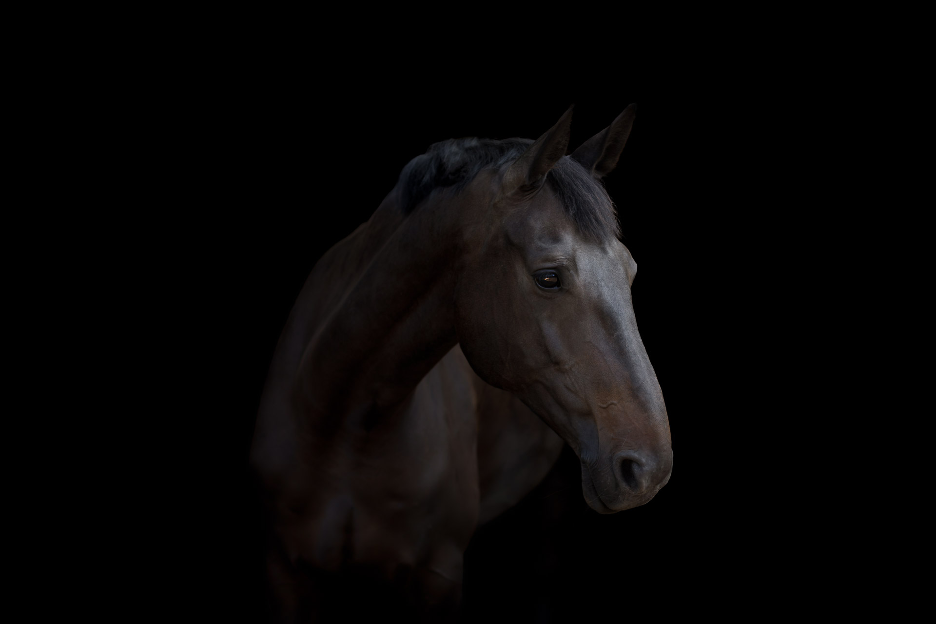 Pferd im Portrait vor schwarzem Hintergrund