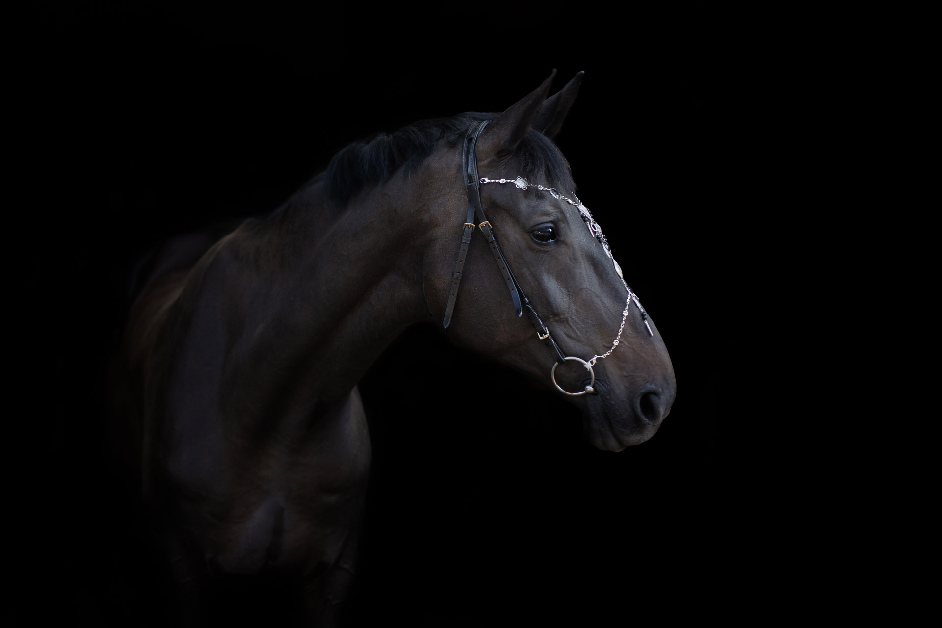 Pferdeportrait vor schwarzem Hintergrund