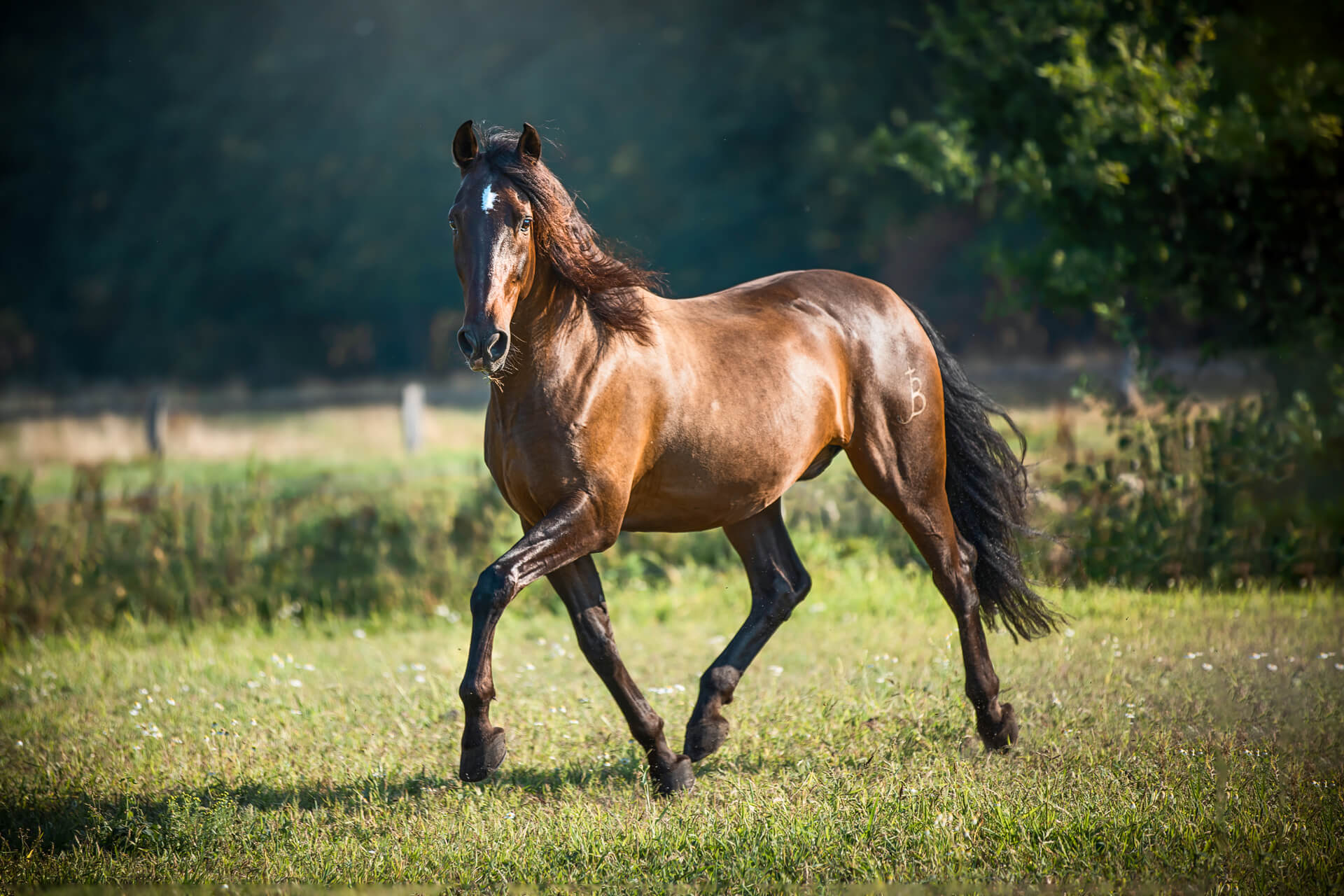 Pferdefotograf - Spanische Pferde in Aktion