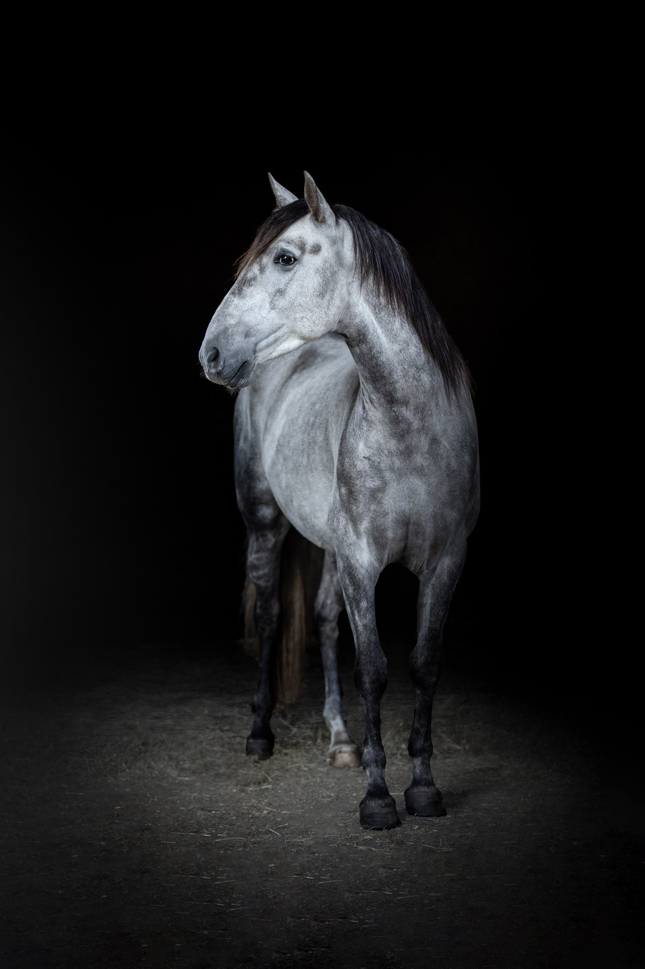 Pferdefotograf - P.R.E. Pferd Neptuno