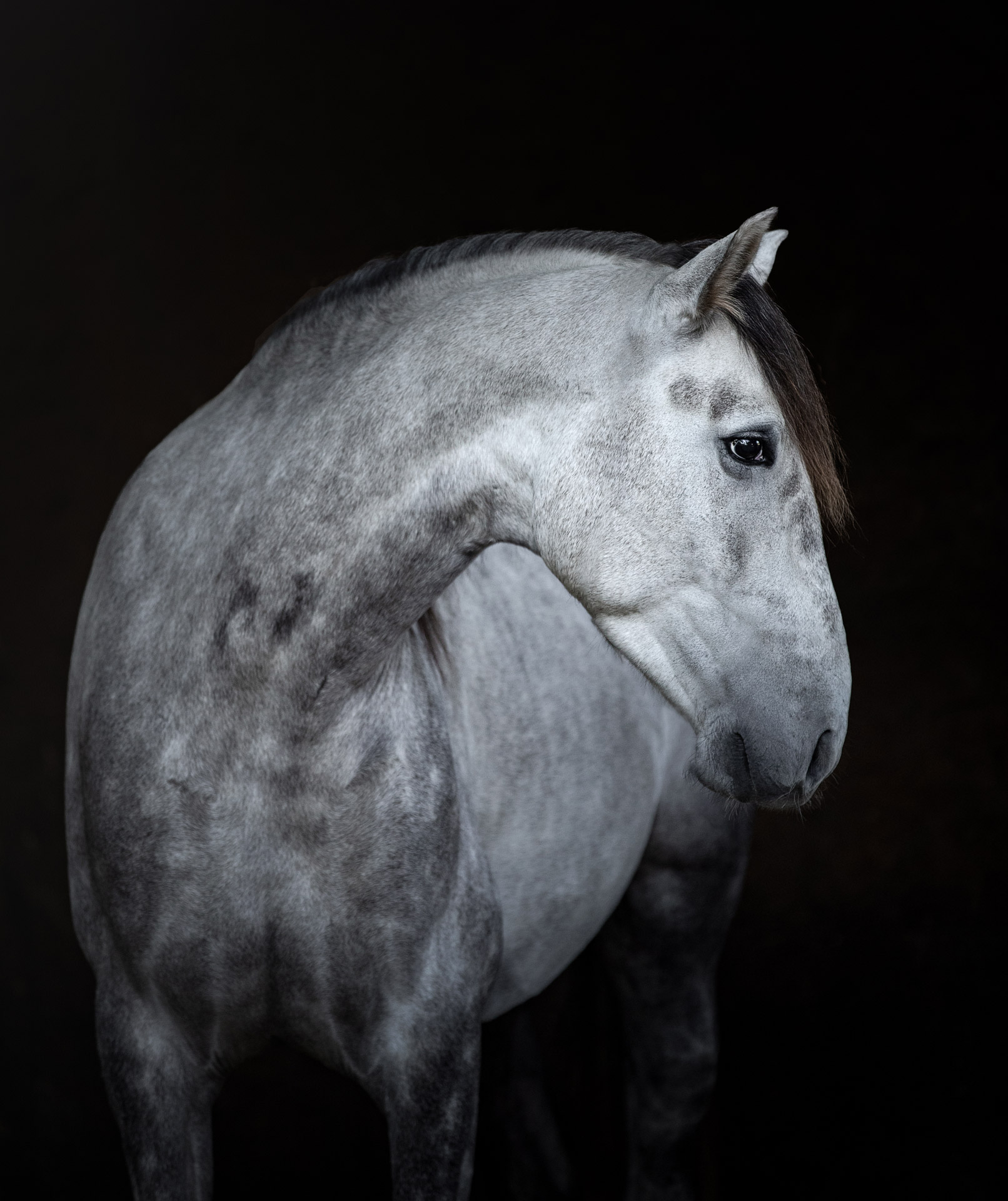Pferdefotograf - P.R.E. Pferd Neptuno