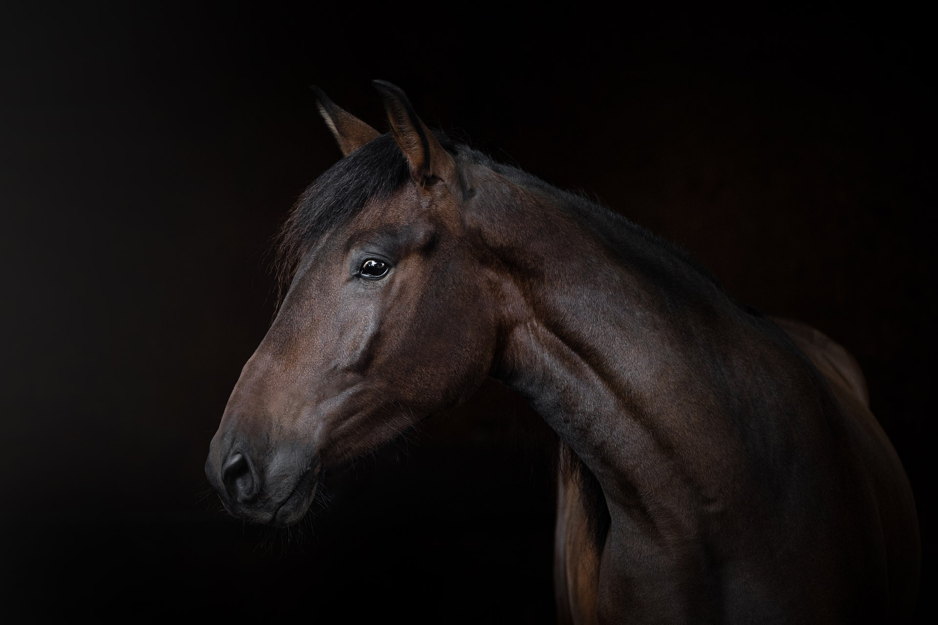Pferdefotograf - P.R.E. Pferd Ofendido