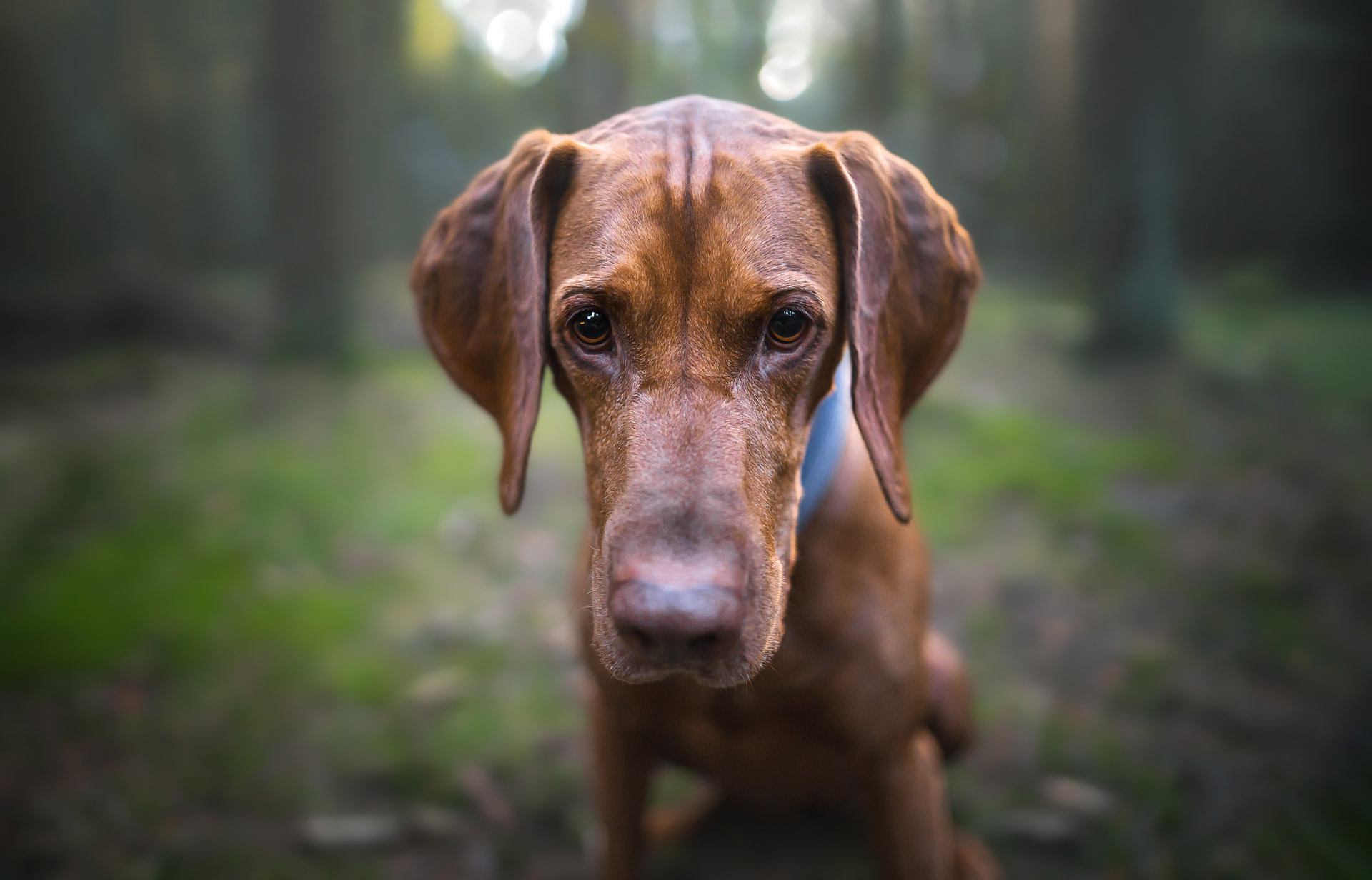 Hunde-Fotoshooting - Vizsla Rüde Keks