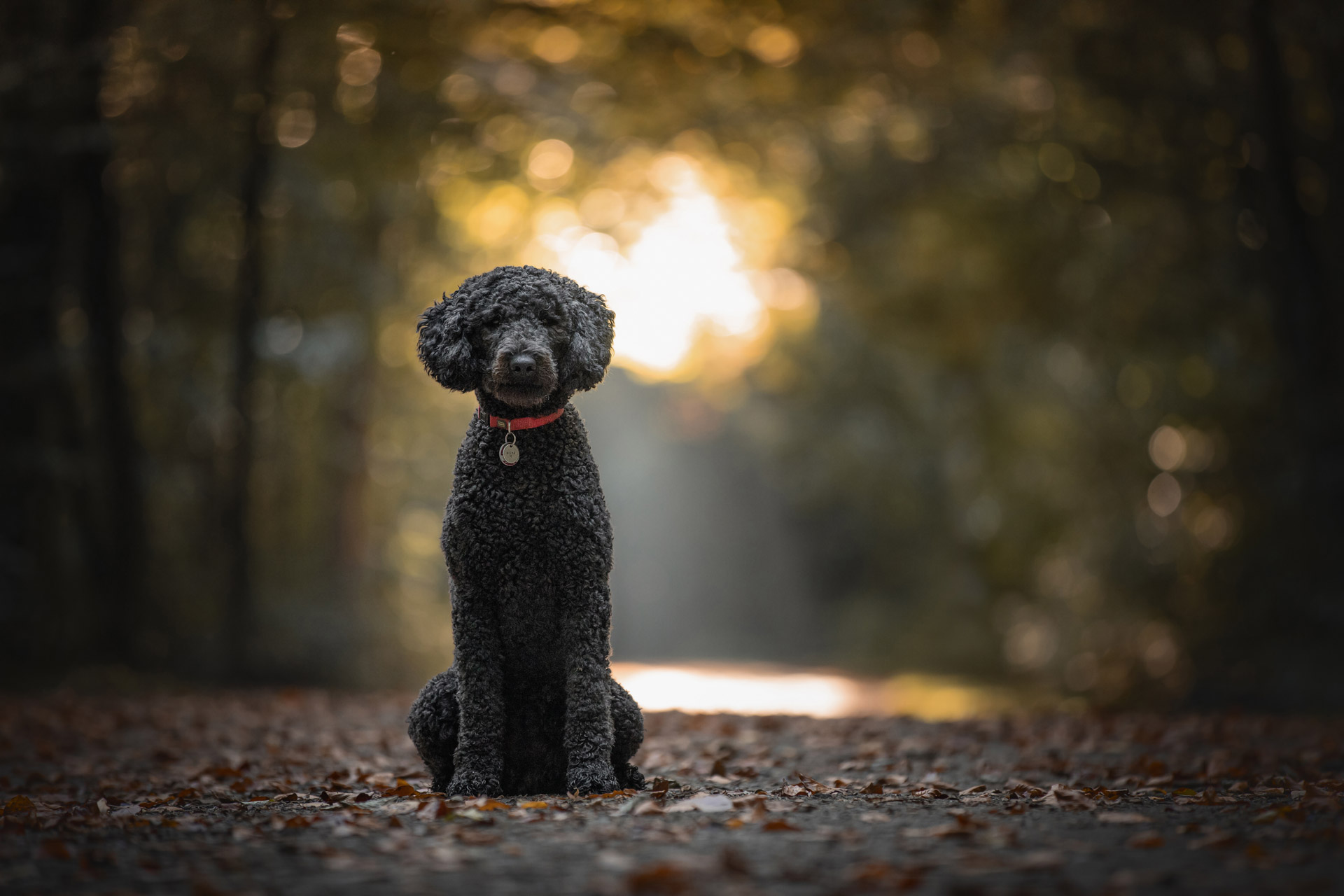 Hunde-Fotoshooting - Portraits von Labradoodle Wilma im Wohldorfer Wald in Hamburg