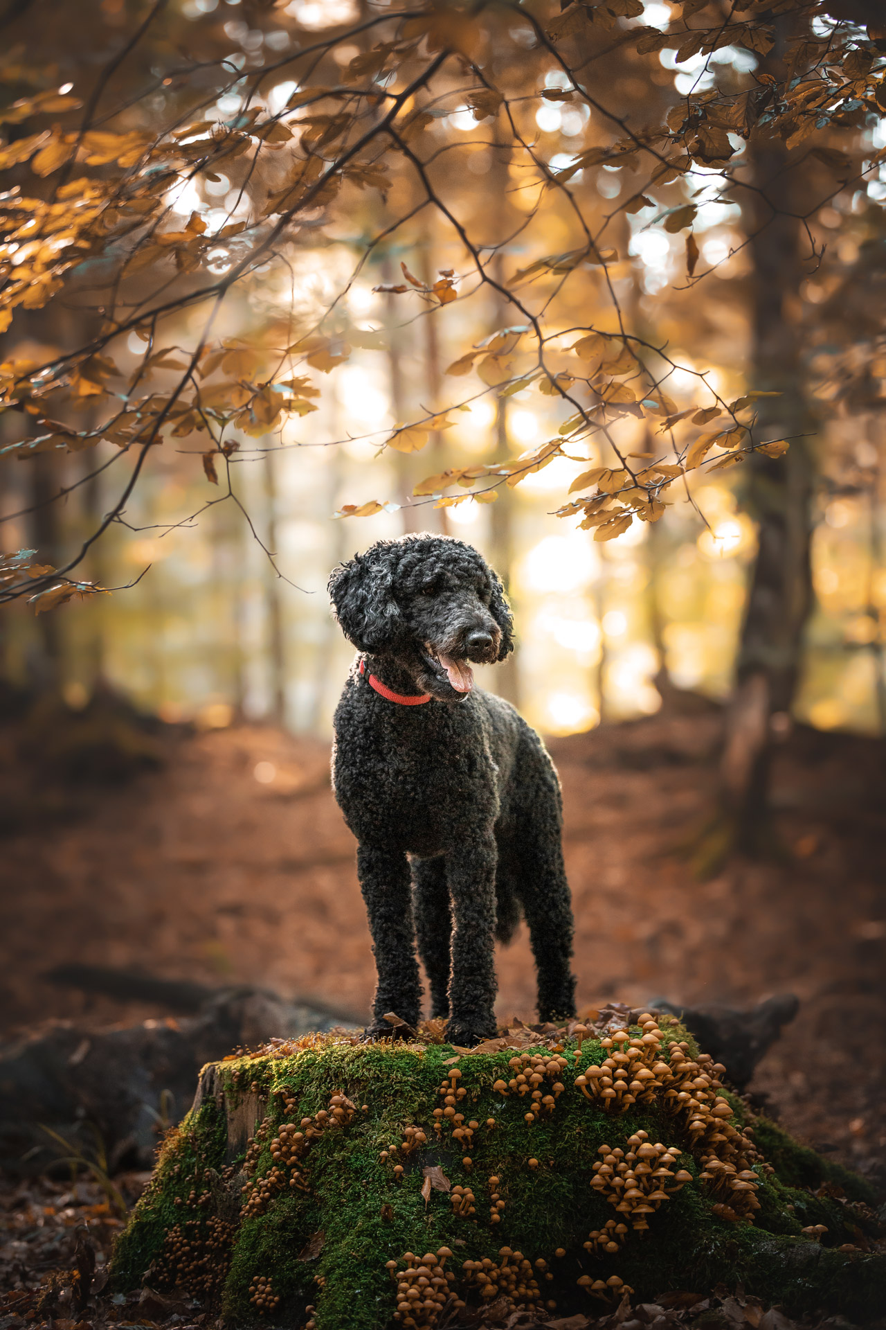 Hunde-Fotoshooting - Portraits von Labradoodle Wilma im Wohldorfer Wald in Hamburg